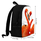 Flamingo Pink Birds Animals Nature Wildlife Wild Animals Tropical