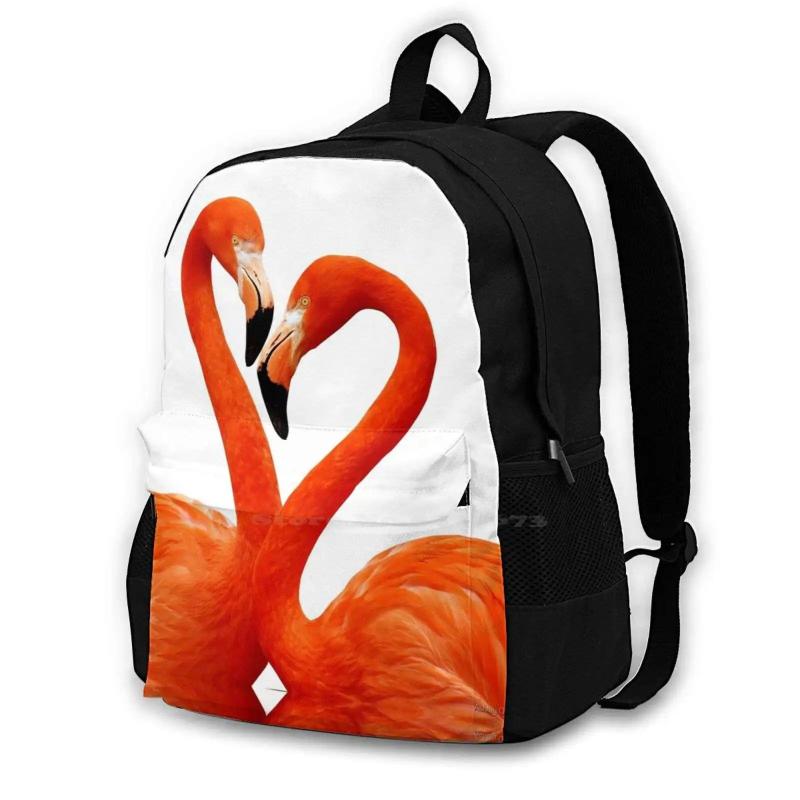 Flamingo Pink Birds Animals Nature Wildlife Wild Animals Tropical