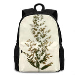 Grass Seedhead Weed Fluffy Isolated Soft Warm