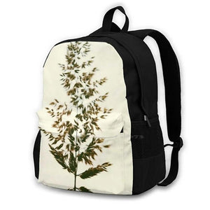 Grass Seedhead Weed Fluffy Isolated Soft Warm